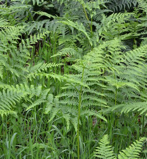 ferns-2652875_640